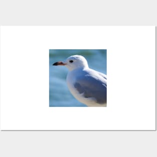 Silver Gull Posters and Art